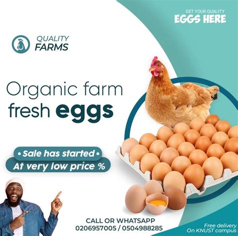 egg china marketing company|The Egg Company .